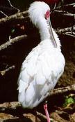 African Spoonbill