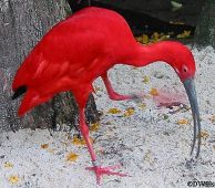 Scarlet Ibis