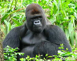 Gorilla