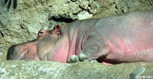 Hippo