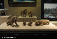 Animals for the Jungle Cruise Attraction
