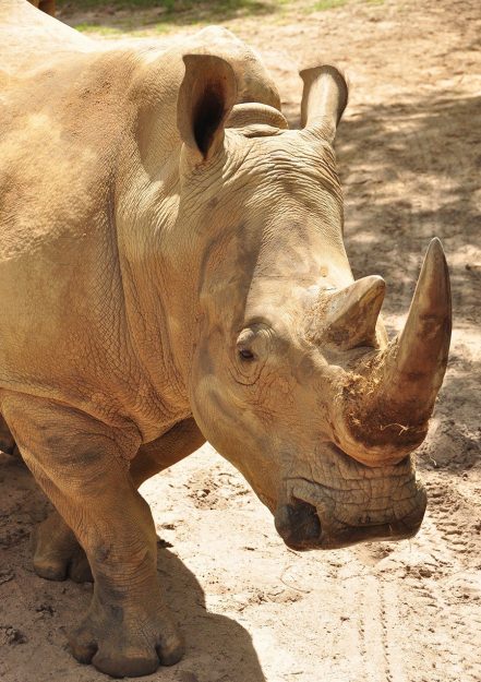 up close with rhinos