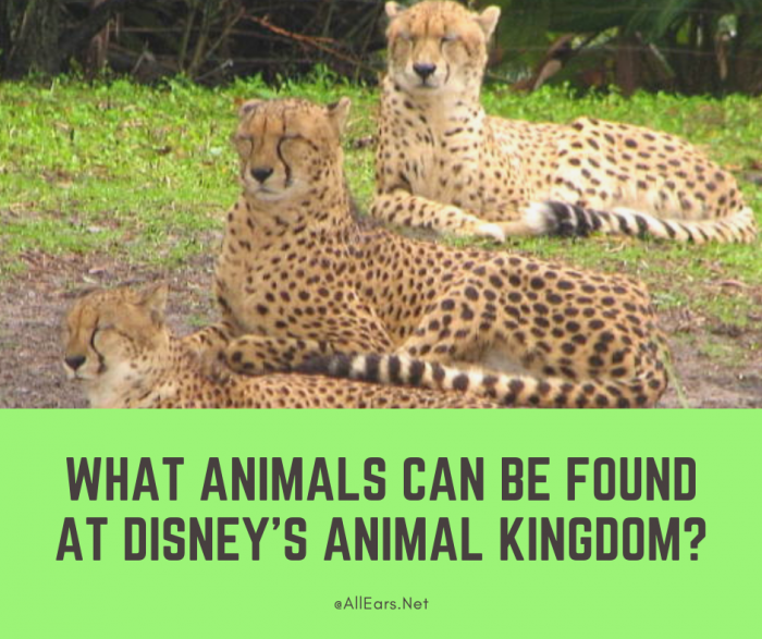 Animals at Animal Kingdom