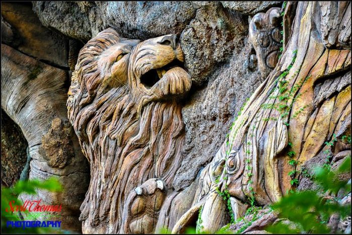 African Lion on Tree of Life