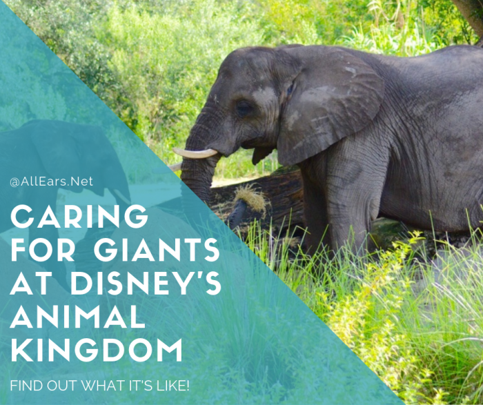 Caring For Giants Disney's Animal Kingdom