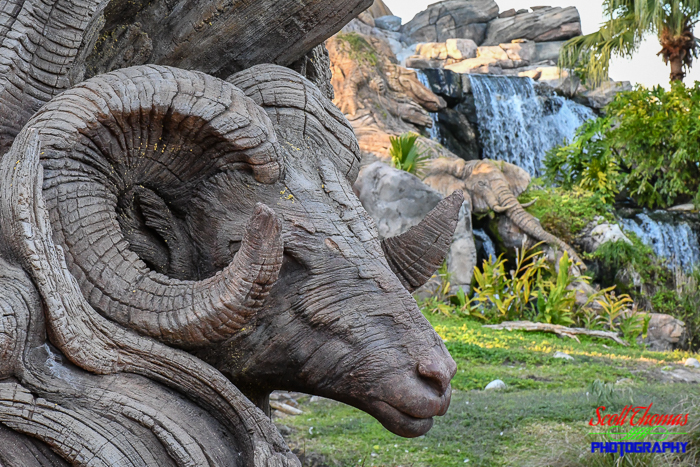 Bighorn Sheep at f/16