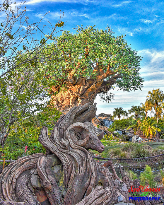 Bighorn Sheep in front of the Tree of Life