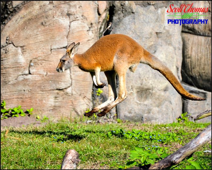 Red Kangaroo