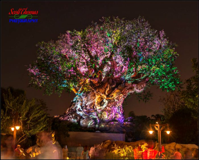 Tree of Life Awakenings Projection Show