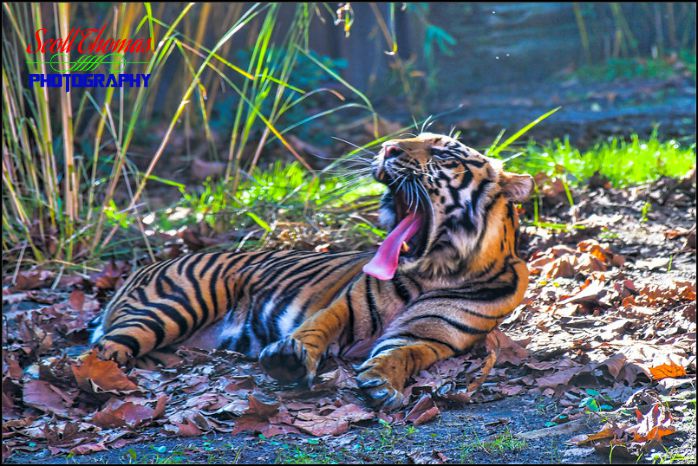 Asian Tiger Yawn
