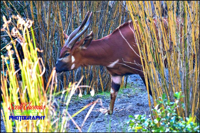 Bongo Antelope