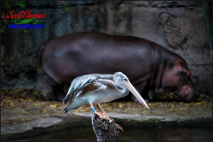 Pink-backed Pelican