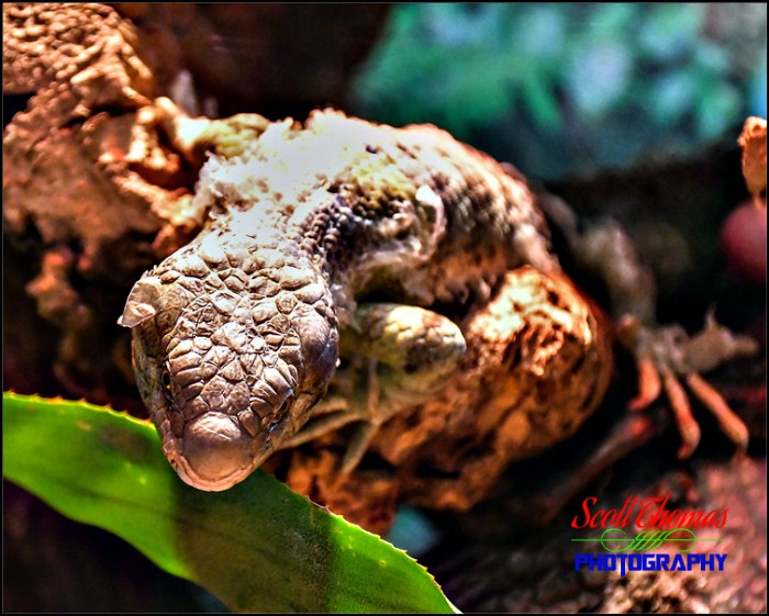 Prehensile-tailed Skink