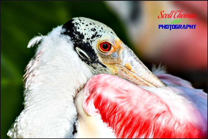 Roseate Spoonbill