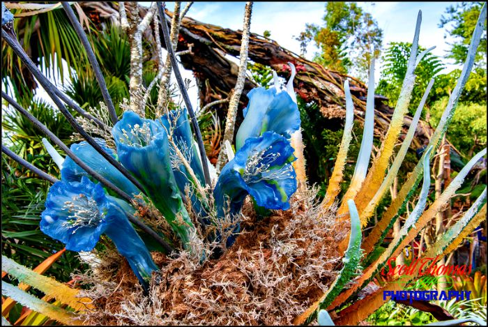 Pandora Flowers Landscape