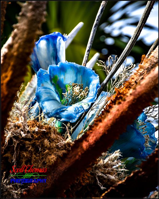 Pandora Flowers Portrait