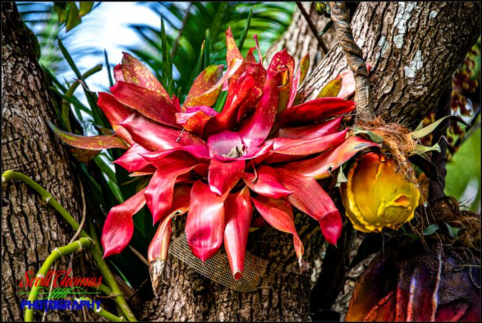 Pandora Red Flower