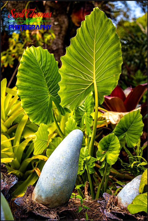 Pandora Blue Fungus