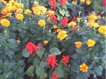 Epcot Color
