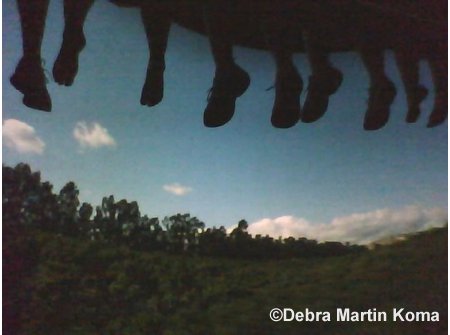 Soarin'