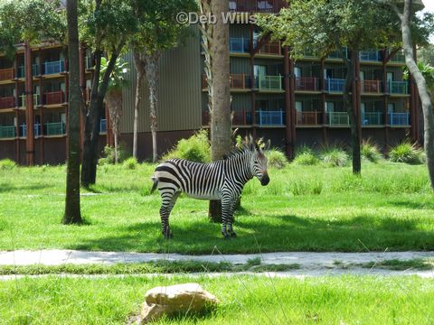 zebra-at-kidani-village.jpg