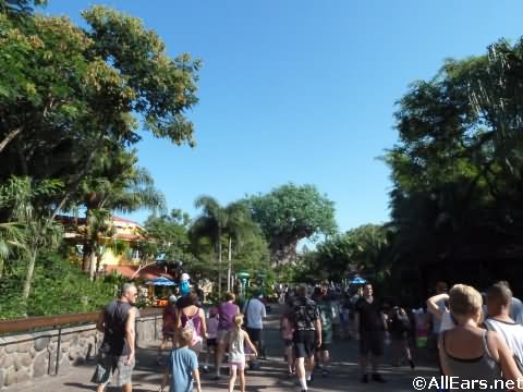 Animal Kingdom Tree of Life