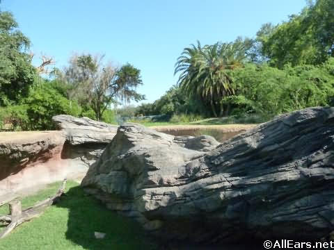 Animal Kingdom Meercat Viewing