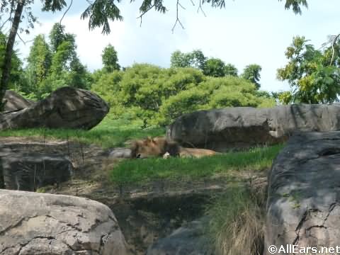 Animal Kingdom Lions