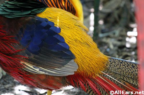 Animal Kingdom Golden Pheasant