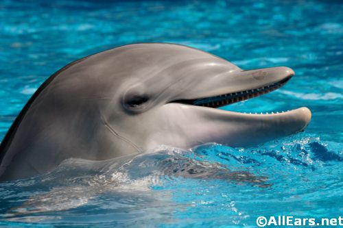 SeaWorld's Viva la Musica