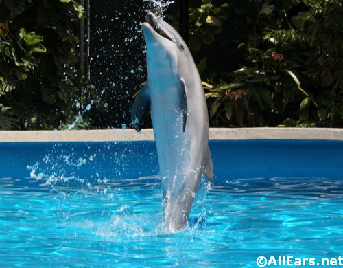 SeaWorld's Viva la Musica