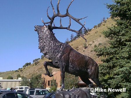 Moose