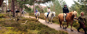 abd_scotland_day7_horses.jpg