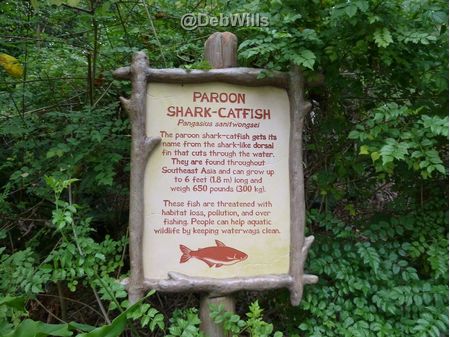 Animal Kingdom Walt Disney World