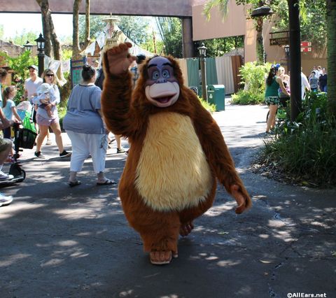animal-kingdom-may-2016a11.JPG