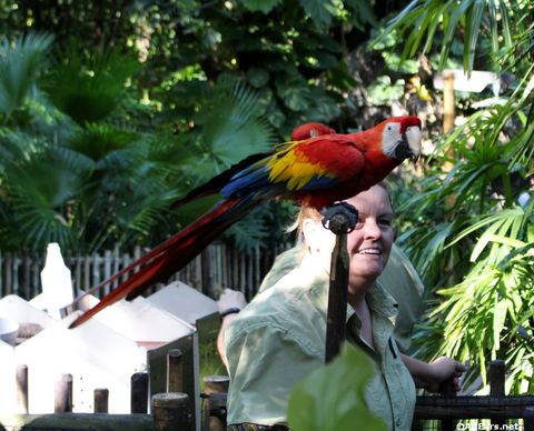 animal-kingdom-may-2016f.JPG