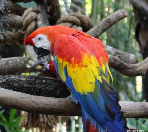 animal-kingdom-may-2016h.JPG