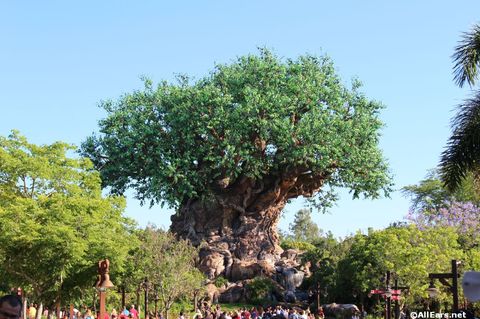 animal-kingdom-may-2016i.JPG