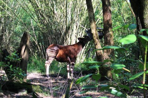 animal-kingdom-may-2016o.JPG