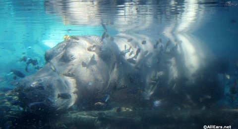 animal-kingdom-may-2016p.JPG