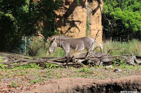 animal-kingdom-may-2016q.JPG