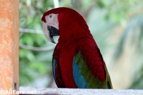 Animal Kingdom 