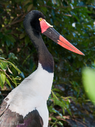 All Ears Meet and Greet at Animal Kingdom