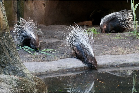 Animal Kingdom Animals