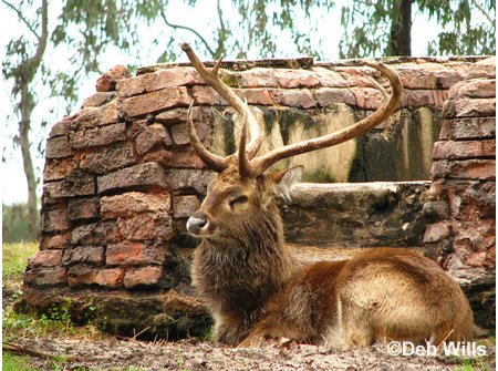 Animal Kingdom