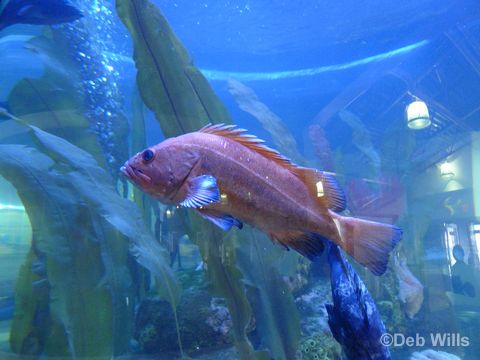 Disney Wonder Juneau Alaska Maccaulay Salmon Hatchery 