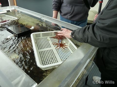 Disney Wonder Juneau Alaska Maccaulay Salmon Hatchery 