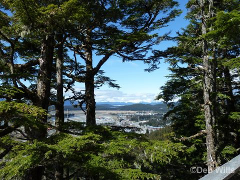 Disney Wonder Juneau Alaska Glacial Gardens 