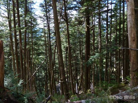 Disney Wonder Juneau Alaska Glacial Gardens 