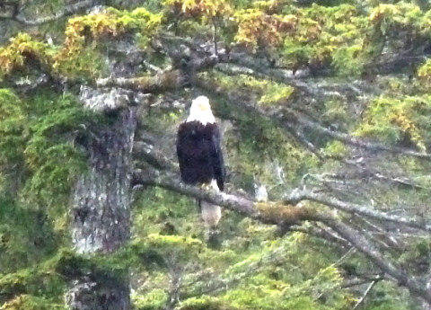 Disney Wonder Ketchikan Alaska